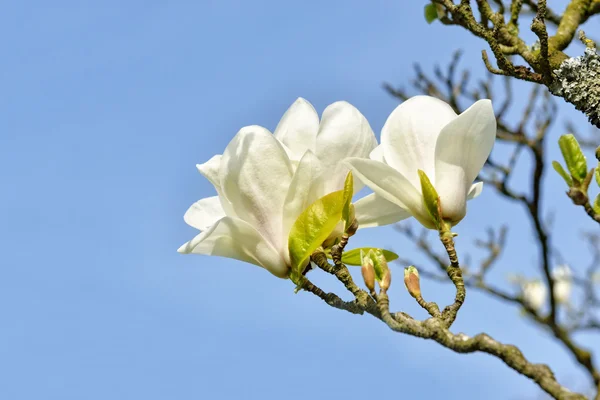 Magnolie strom s velkými bílými květy — Stock fotografie