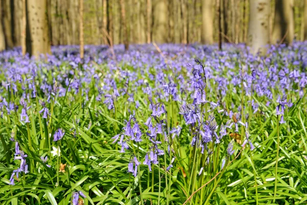 Blue forest Hallerbos in Belgium — Stock Photo, Image