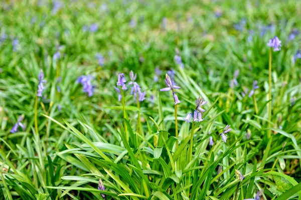 Flowers of wild hyacinths in Hallerbos — Stock Photo, Image