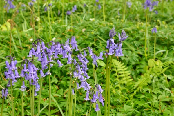 Wild hyacinths in Belgium — Stock Photo, Image