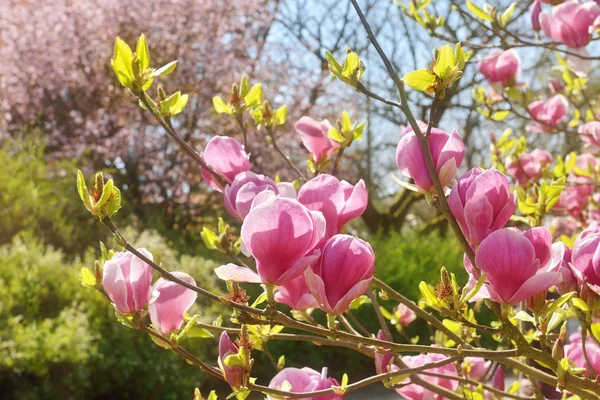 Pink flowers of magnolia — Stock Photo, Image