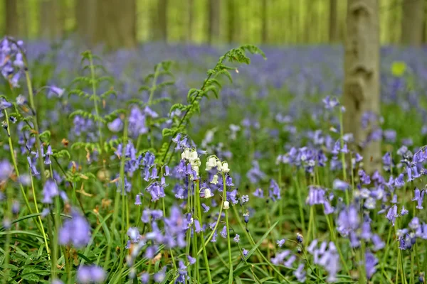 Flowers of rare white variety of wild hyacinth — Stock Photo, Image