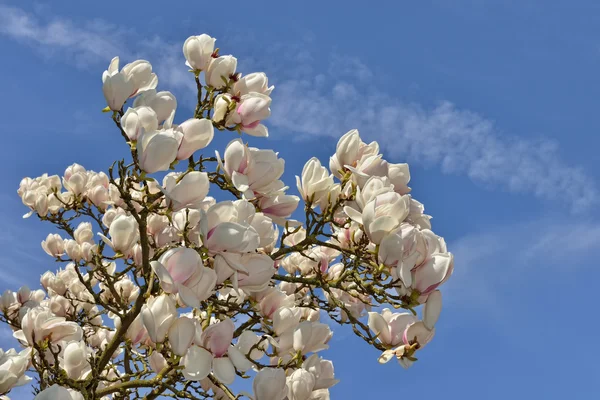 Fiori bianchi di magnolia — Foto Stock