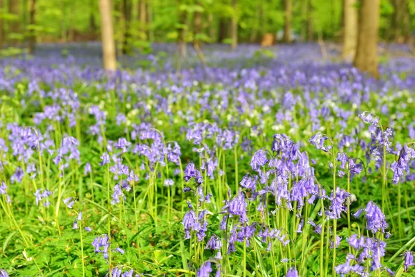 Wild hyacinth in Hallerbos - belgian blue forest Telifsiz Stok Imajlar