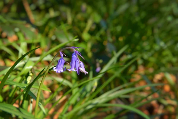 Wilde hyacinten in het Hallerbos — Stockfoto