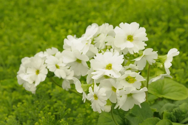 White Primrose — Stock Photo, Image