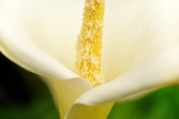 Λουλούδι λευκό calla — Φωτογραφία Αρχείου