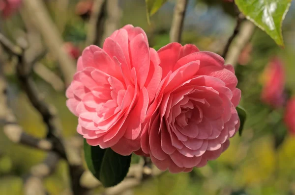 Camelia rosa — Foto Stock