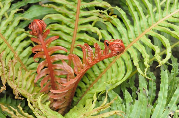 Forest fern — Stock Photo, Image