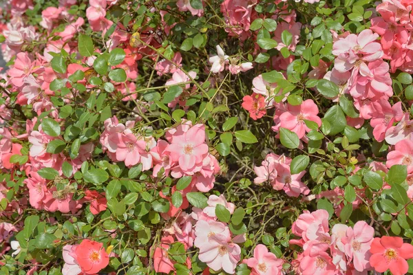 Pink climbing roses in sunny day Stock Photo