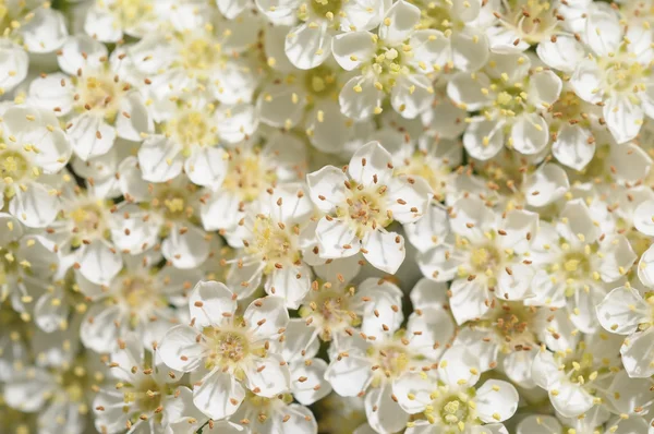 Tiny white flowers — Stock Photo, Image