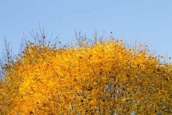 Top of autumn maple tree with yellow foliage on blue sky — Stock Photo, Image