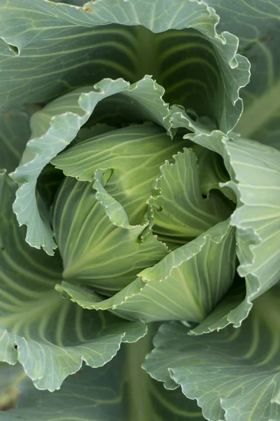 Ripe big green cabbage at the ground — Stock Photo, Image