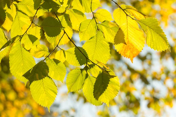 Autumn leaves on tree in sun beams — Stock Photo, Image