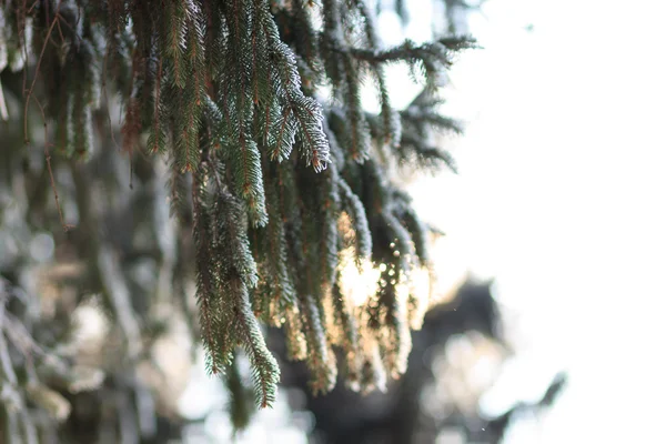 Branch of fir tree with cones over sunny sky background — Stock Photo, Image