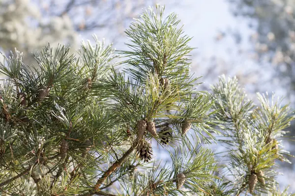 Větev borovice na slunný zimní den — Stock fotografie