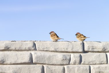 Two sparrows chat in winter on the wall clipart