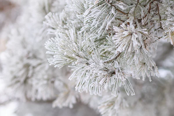 Christmas background. Frosted branch of pine — Stock Photo, Image