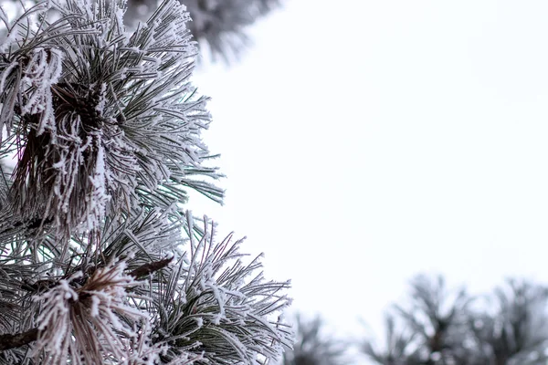 Árbol de Navidad perenne en las heladas en la mañana de invierno — Foto de Stock