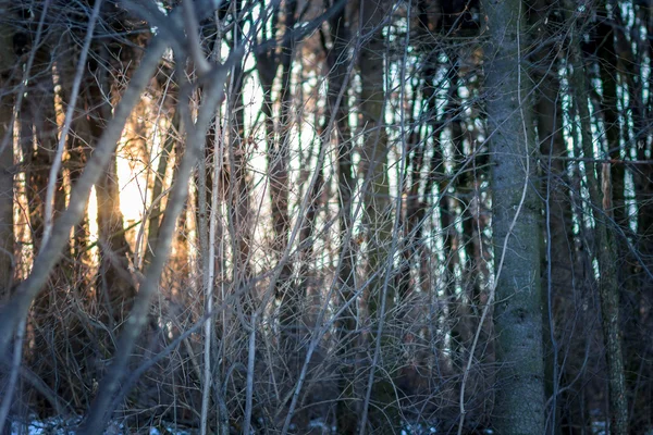 Západ slunce v zimě lese — Stock fotografie
