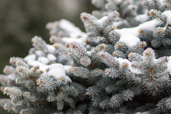 Blue spruce covered with snow — Stock Photo, Image