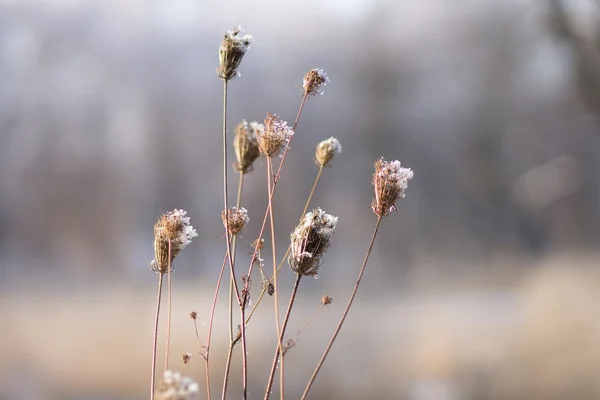 Lätta rimfrost på vintern blommor över suddiga natur bakgrund — Stockfoto