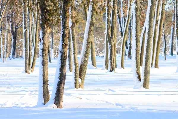 阳光明媚的冬日里的雪树 — 图库照片