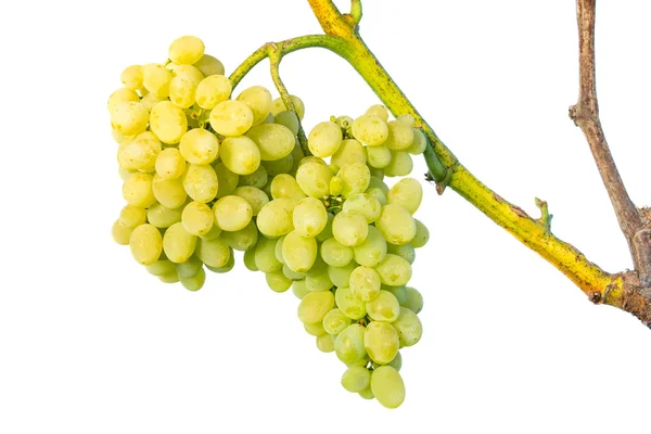 Shluk bílých hroznů na víno — Stock fotografie