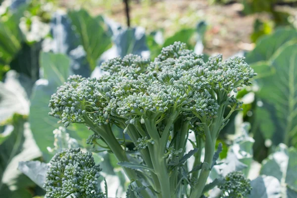 Crescere i broccoli in giardino — Foto Stock