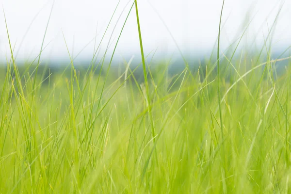 Hierba naturaleza fondo — Foto de Stock