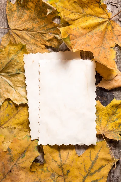 Vintage blank paper cards for notes on fallen leaves — Stock Photo, Image