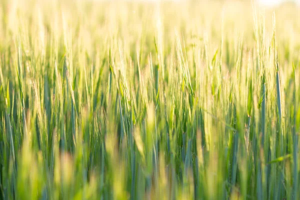 Cerrar imagen de campo de cebada con enfoque selectivo — Foto de Stock