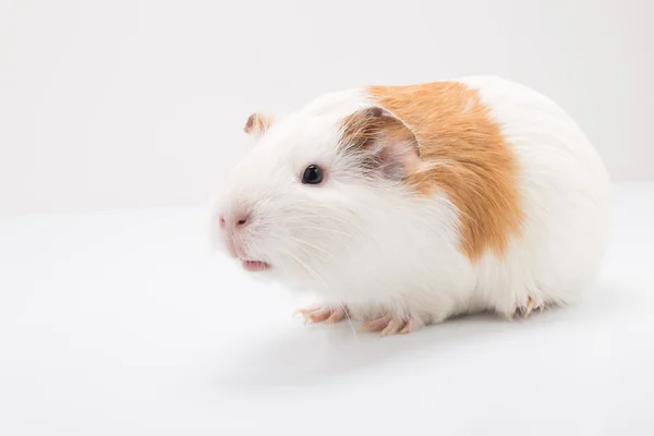 Tame Curios mascota aislada sobre fondo blanco —  Fotos de Stock