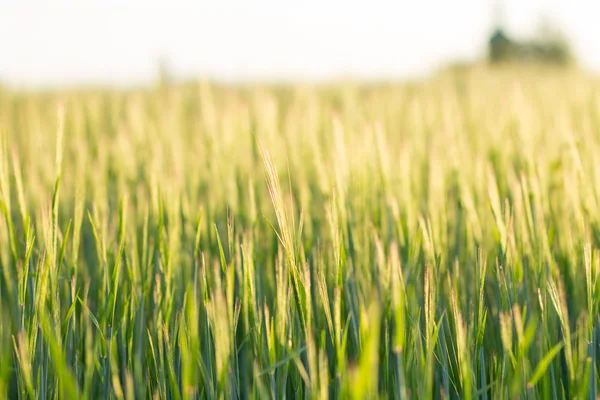 Cerrar imagen de campo de cebada con enfoque selectivo — Foto de Stock