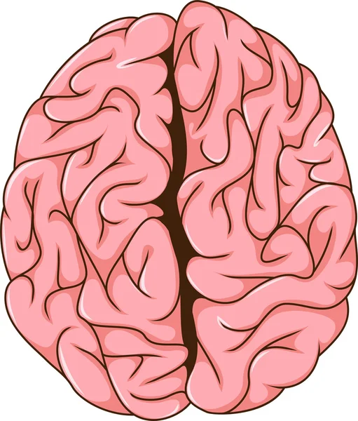 Dessin animé cerveau humain gauche et droit — Image vectorielle
