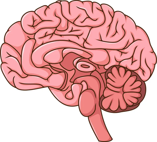 Desenho animado do cérebro humano — Vetor de Stock