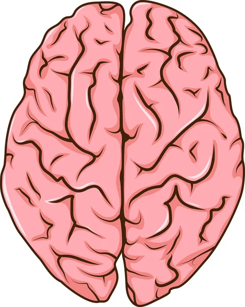 Menschlicher Cartoon des linken und rechten Gehirns — Stockvektor