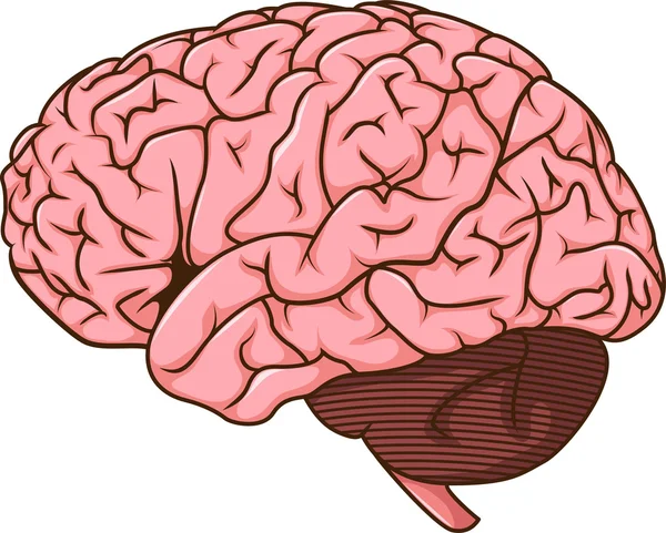 Desenho animado do cérebro humano —  Vetores de Stock