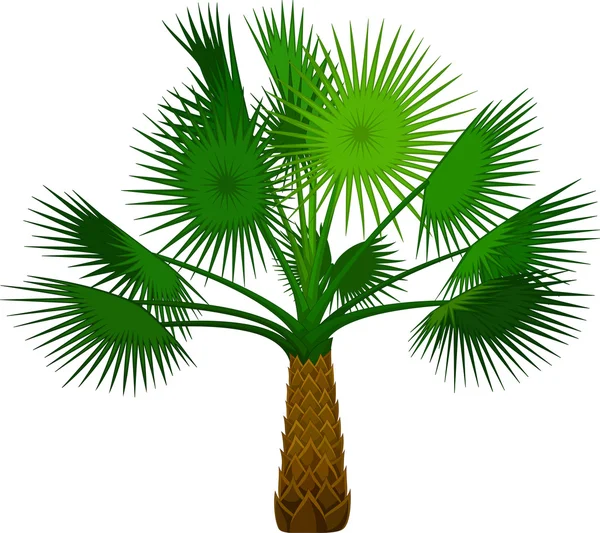 Skönhet palm tree för du design — Stock vektor