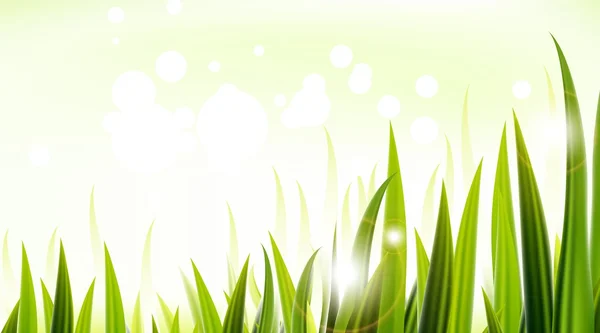 Zelené trávy pro vás design — Stockový vektor