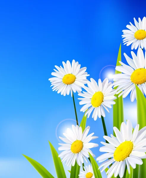 Beleza flores margarida com fundo azul céu — Vetor de Stock