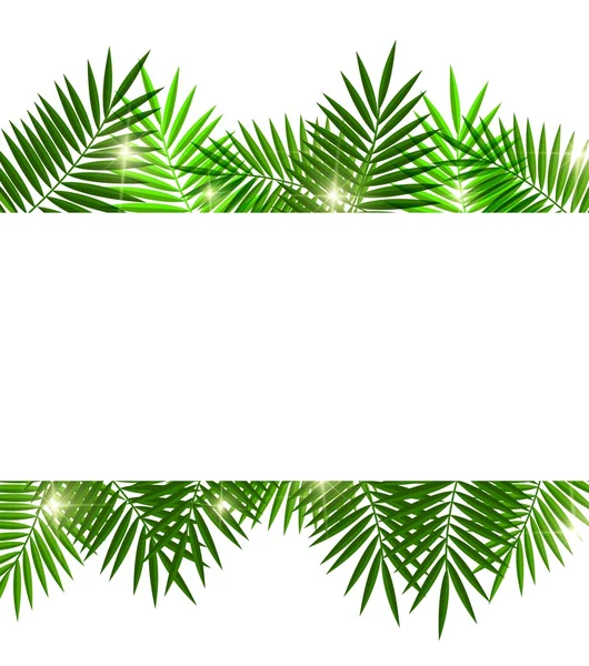 Leaves of palm tree on white background — Stock Vector