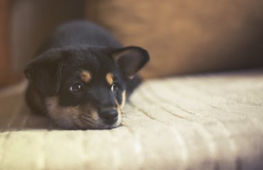 üzgün shiba Inu yatakta, vintage etkisi,
