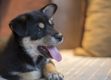 yatakta mutlu shiba Inu