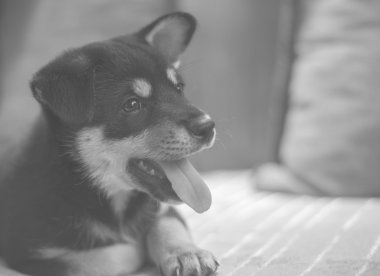 siyah ve beyaz shiba Inu, yatakta mutlu