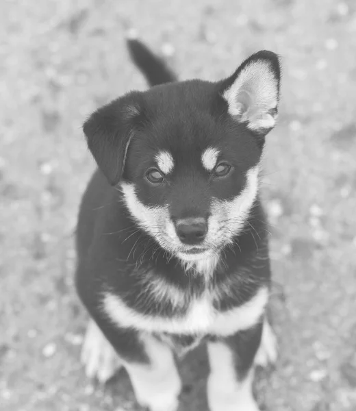 Shiba inu puppy, black and white — Stock Photo, Image