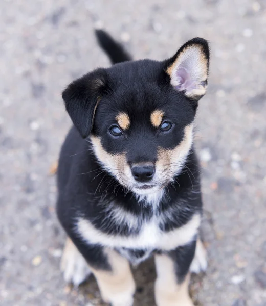 Shiba Inu puppy — Stockfoto
