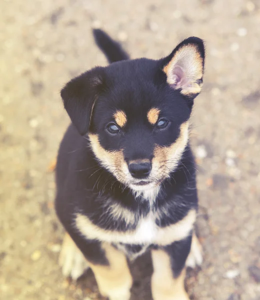 Shiba inu cucciolo, effetto vintage — Foto Stock