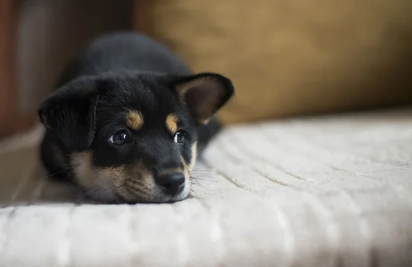 Smutný shiba inu na posteli — Stock fotografie