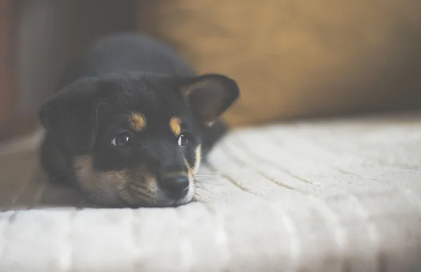 ベッド、ヴィンテージ効果、低コントラストの悲しい柴犬 — ストック写真